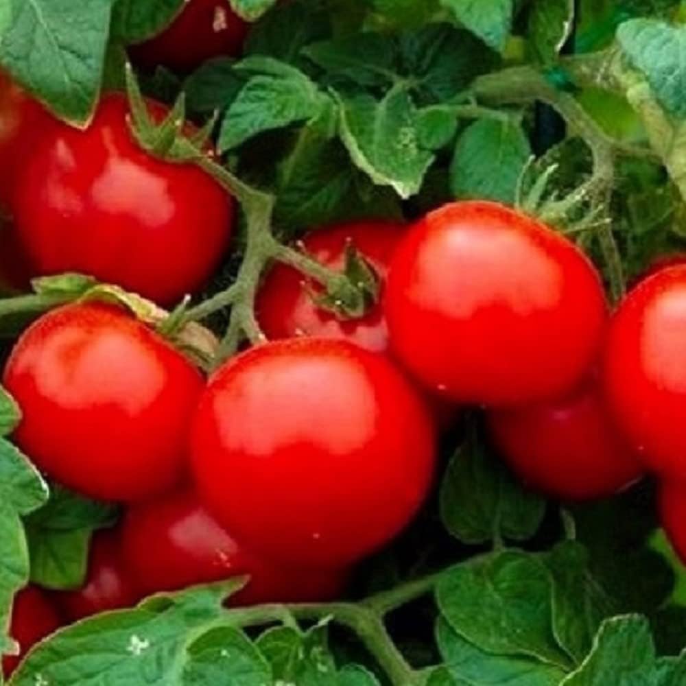 250 Cherry Tomato Seeds Large | Non-GMO | Fresh Garden Seeds