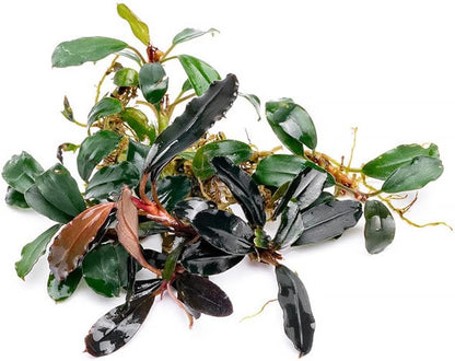 SubstrateSource Bucephalandra Brownie Blue Live Aquarium Plant - Natural Freshwater Fish Tank