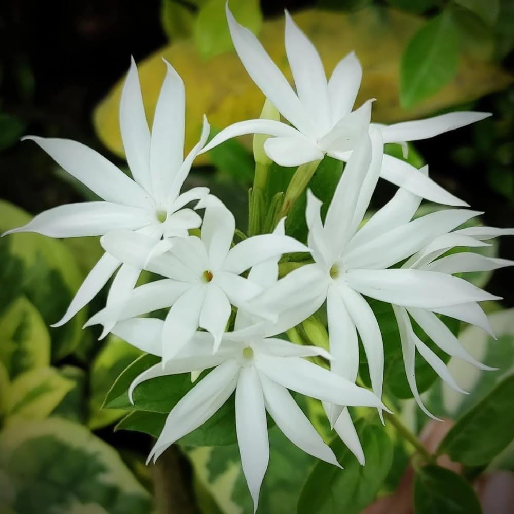 Jasmine Plant, Fragrant Jasmine Flower Vine 4-8 Inches Well Rooted for Container, Hanging Basket