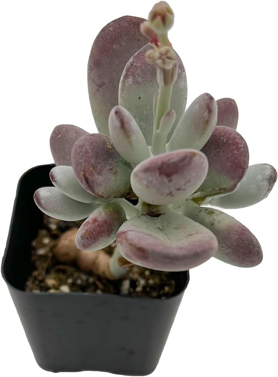 Sprout N Green Cotyledon Orbiculata cv., Rare Live Succulent Plant Fully Rooted in 2" Planter with