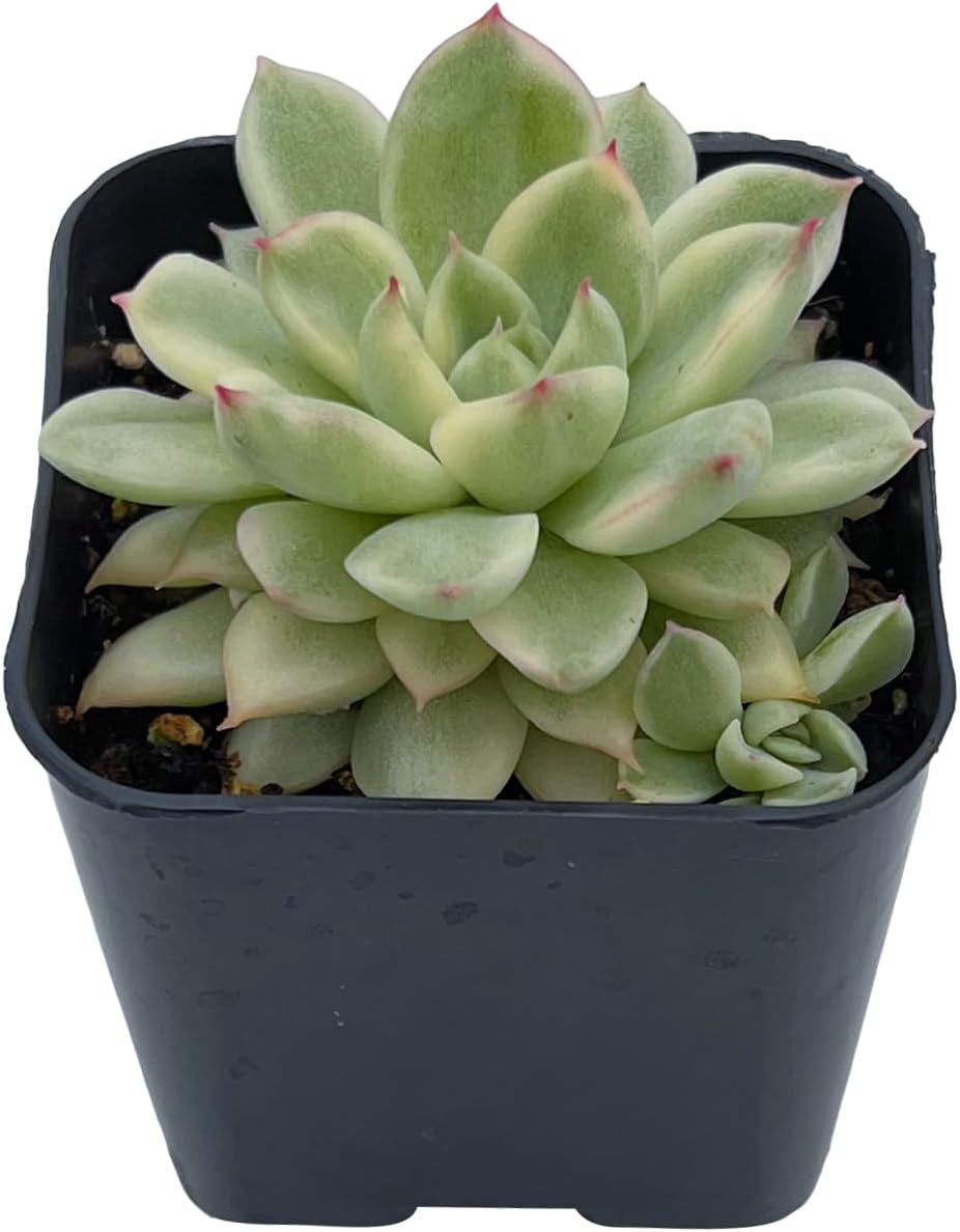Live Succulent Variegated Echeveria Mebina, Approx 2-inch Large, Potted Succulents, Fully Rooted