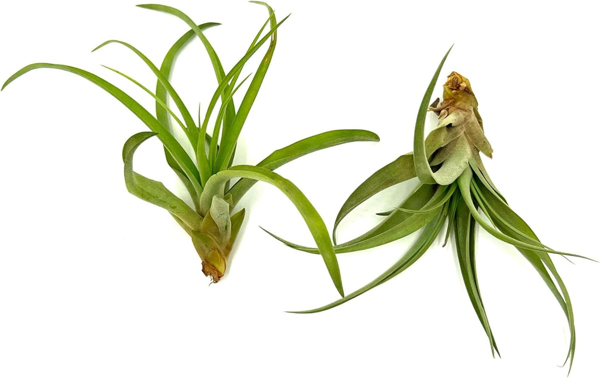ragnaroc Air Plants - Tillandsia Capitata (Peach), Large 5-7” - 2 ct - Live Arrival Guaranteed