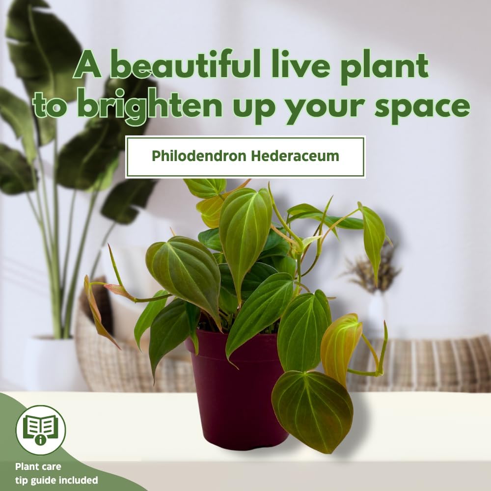 BubbleBlooms Philodendron Micans Hederaceum in a 4 inch Pot Heart-Leaf Philo, Sweetheart Plant