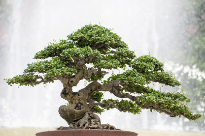 Premium Bonsai Soil Potting Mix by Gardenera - 10 Quart- Crafted with Canadian Peat Moss and