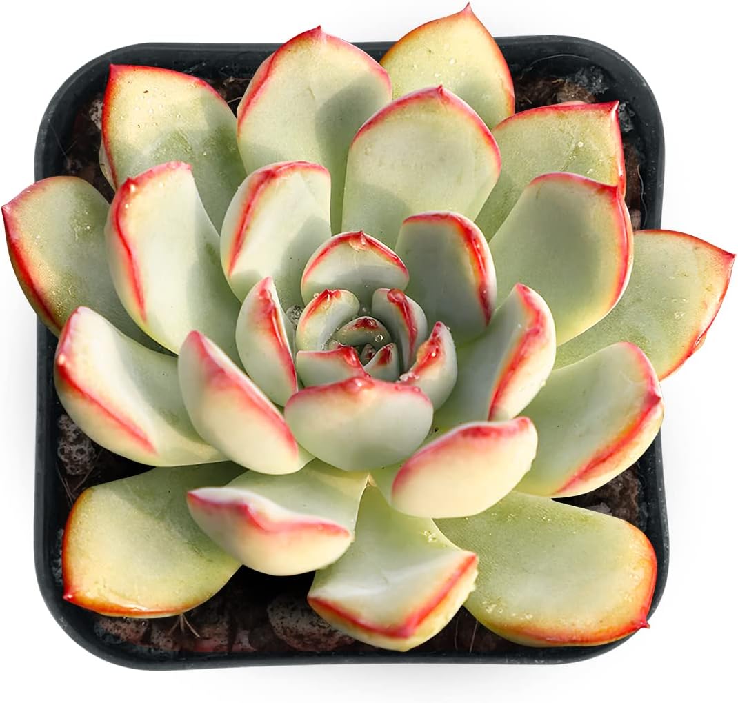 Sprout N Green Echeveria Pulidonis, Mini Live Succulent Fully Rooted in 2 inch Starter Pot with