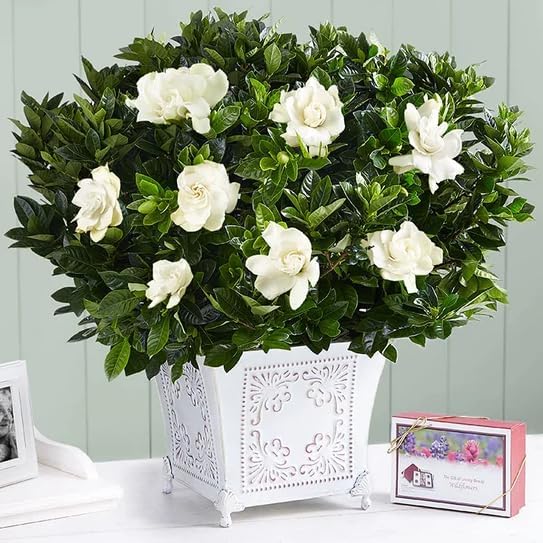 Gardenia Mystery - Gardenia Jasminoides. Hardy Evergreen Shrub with Large, Sweetly Fragrant White