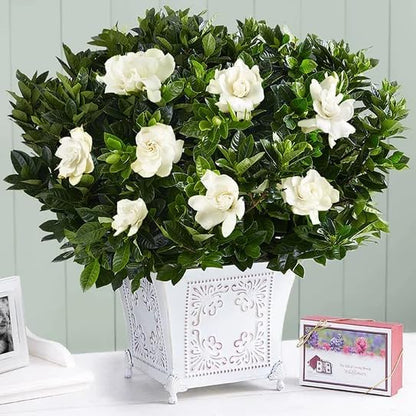 Gardenia Mystery - Gardenia Jasminoides. Hardy Evergreen Shrub with Large, Sweetly Fragrant White