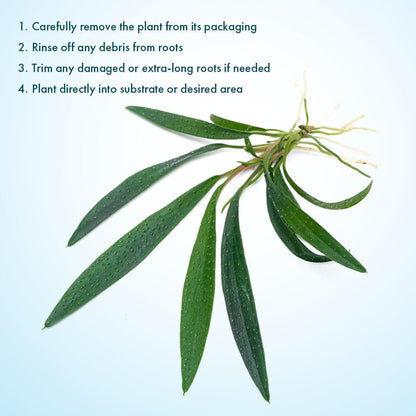 SubstrateSource Live Jungle Plant - Homalomena sp. 'Sub-Hasei' - Moderate Care, Low to Medium