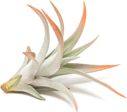 Coral Colorful Tillandsia Air Plants - Long Lasting Color Enhanced Live Tillandsia Succulent House