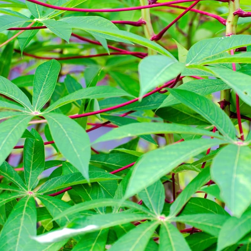 5 Cassava Cuttings for Planting, Cassava Plant Live Cuttings, 6 to 8 Inches Tall