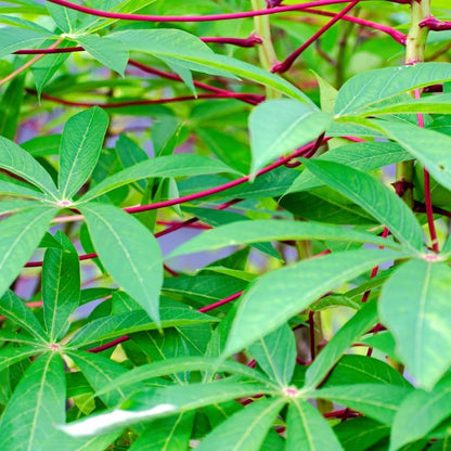 5 Cassava Cuttings for Planting, Cassava Plant Live Cuttings, 6 to 8 Inches Tall