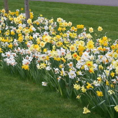 Bulk Mixed Daffodils Flower Bulbs - 250 Bulbs per Pack - Deer Resistant - Good as Cut Flowers