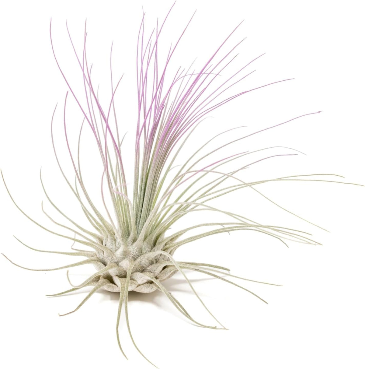 Lavender Colorful Tillandsia Air Plants - Long Lasting Color Enhanced Live Tillandsia Succulent