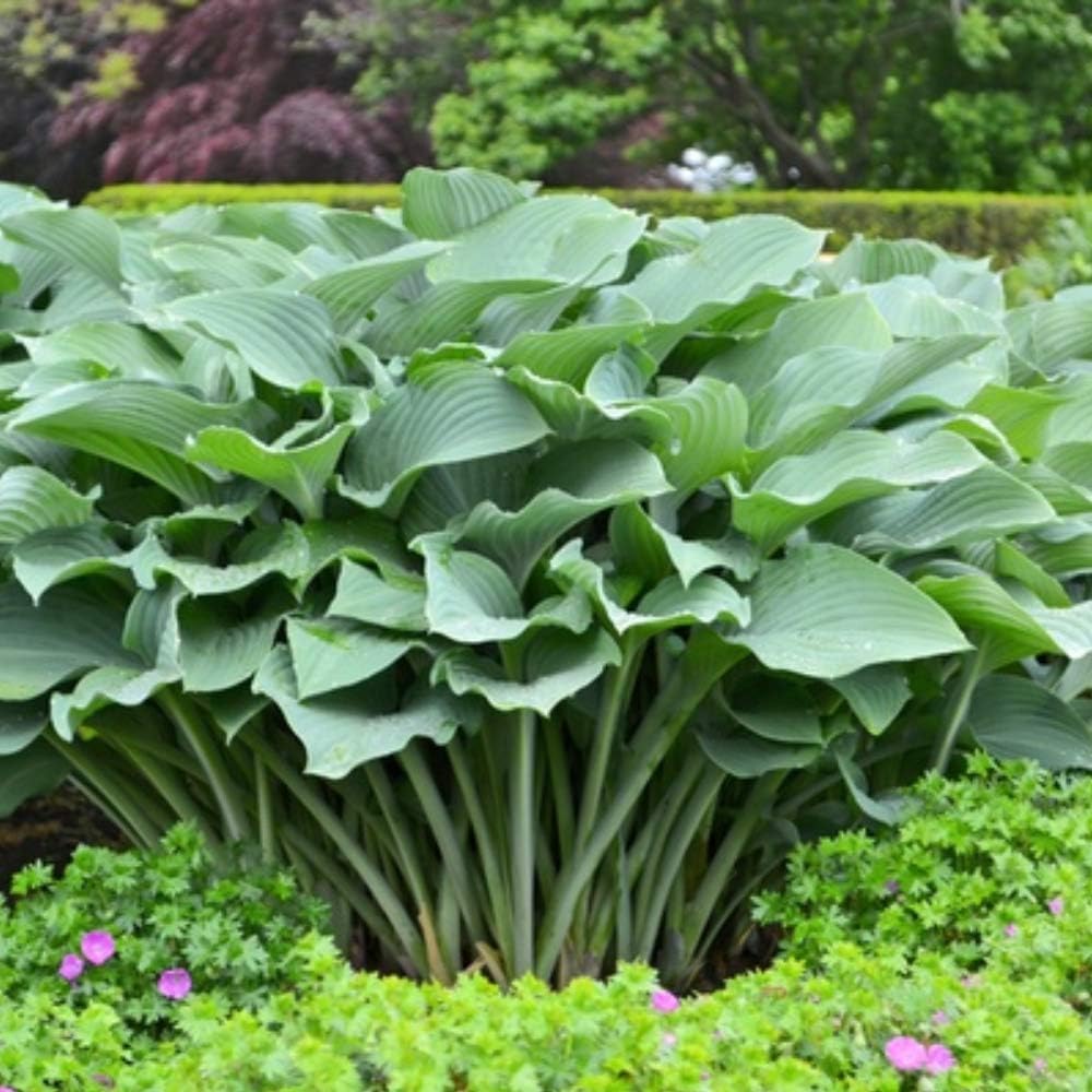 3 Big & Giant Hosta Perennial Mix, Blue-Green and Yellow-Green Masssive Large Leaves | Perfect for