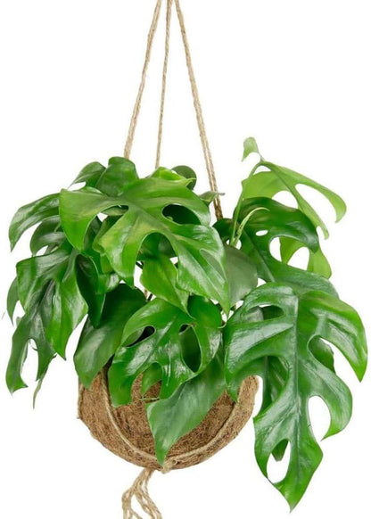 Philodendron Monstera Minima Live Plant for Indoor | Different Houseplants in 4'' & 6'' Pot | Real