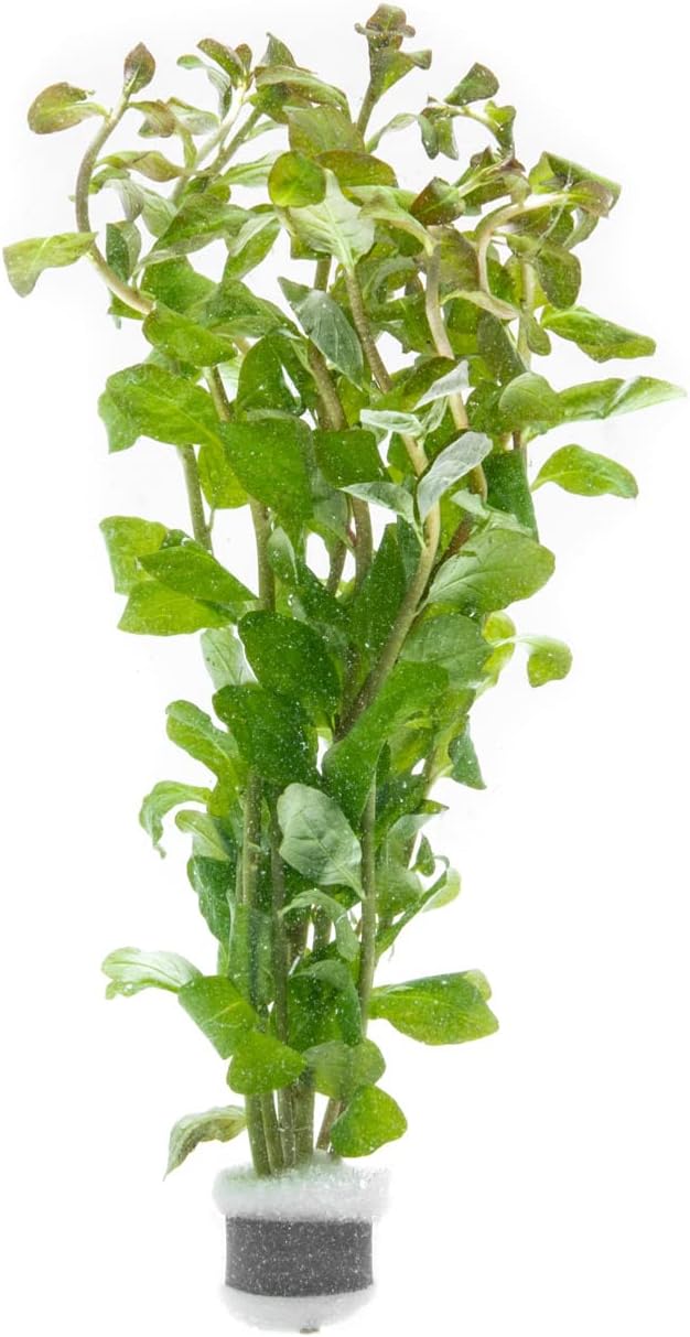 SubstrateSource Live Aquarium Stem Plants - Freshwater Aquatic Plant for Fish Tanks, Aquascaping