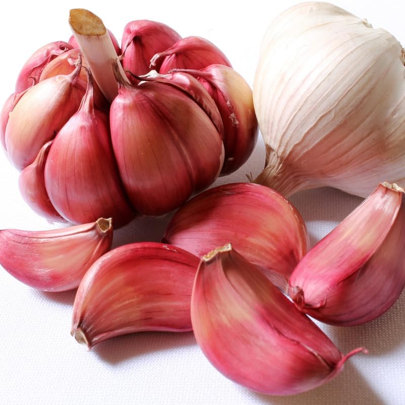1 Pound Garlic for Planting in Fall Hardneck, 8-10 Chesnok Red Garlic Bulbs for Planting, Fresh and
