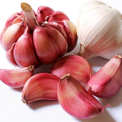 1 Pound Garlic for Planting in Fall Hardneck, 8-10 Chesnok Red Garlic Bulbs for Planting, Fresh and