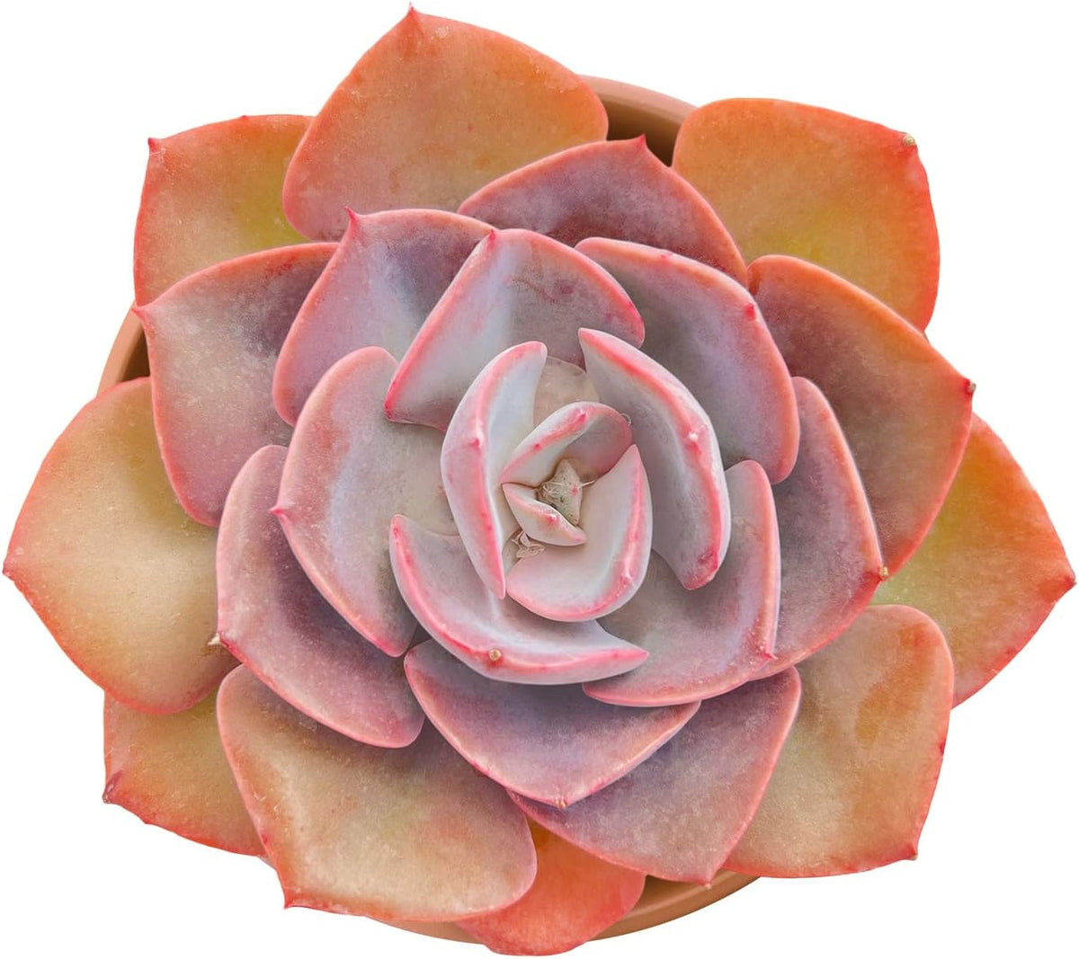 Live Succulents Echeveria 'Dusty Rose' (4-inch), Succulent Plants Fully Rooted in Pots with Soil