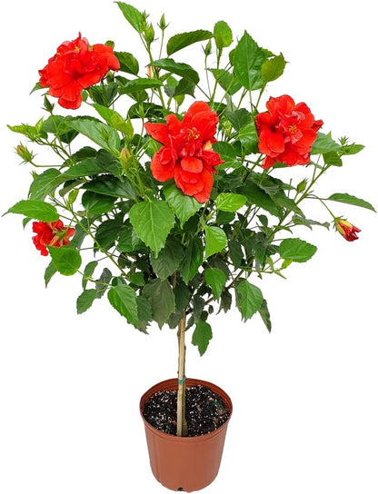 Live Hibiscus Plant - Tropical Flowering Tree - Red Double Flower - Overall Height 38" to 44"
