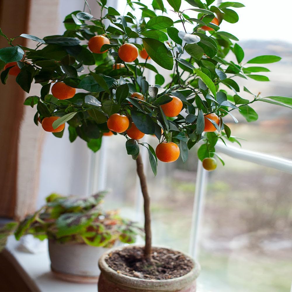 Brighter Blooms - Nules Clementine Tree, 4-5 Feet - Live Fruit Plant - No Shipping To AL, AZ, CA