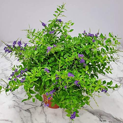 Tropical Plants of Florida - Duranta Sapphire Showers - Flowering Bush Plant - Overall Height 22"
