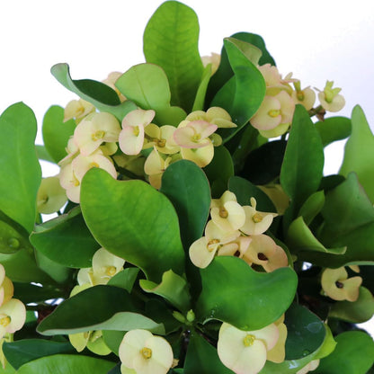 American Plant Exchange Live Crown of Thorns 'Yellow' – 6-Inch Pot – Flowering Succulent with Thick