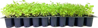 American Beautyberry | 3 Live Plants | Callicarpa Americana | Drought-Tolerant, Vibrant Purple