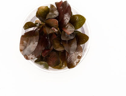 Ultum Nature Systems Echinodorus Reni Sword Tissue Culture Live Plant for Aquarium, Freshwater Fish