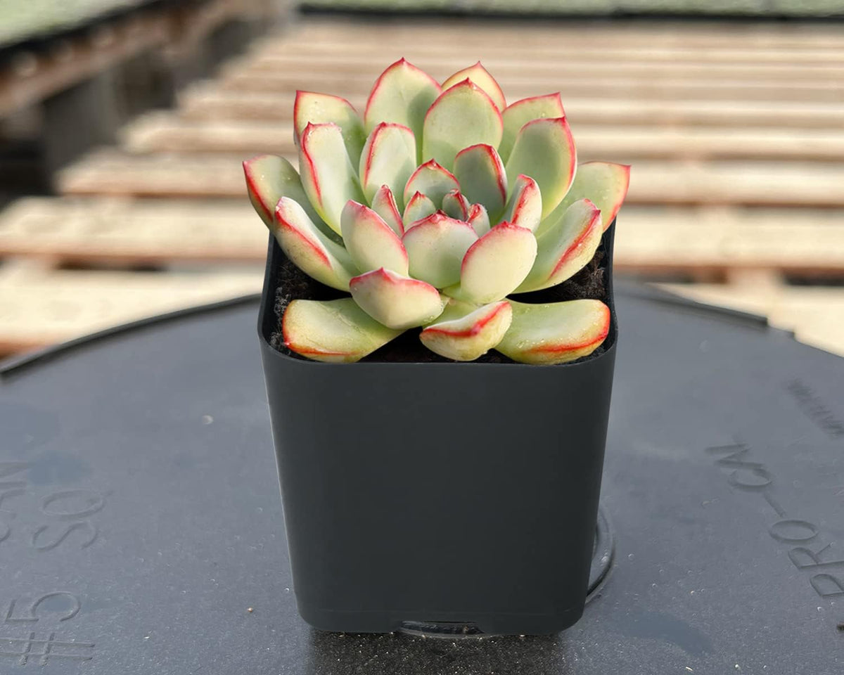 Sprout N Green Echeveria Pulidonis, Mini Live Succulent Fully Rooted in 2 inch Starter Pot with