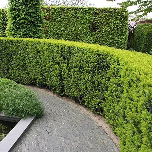 Podocarpus Japanese Yew | 3 Live 4 Inch Plants | Podocarpus Macrophyllus | Evergreen Shrub, Low