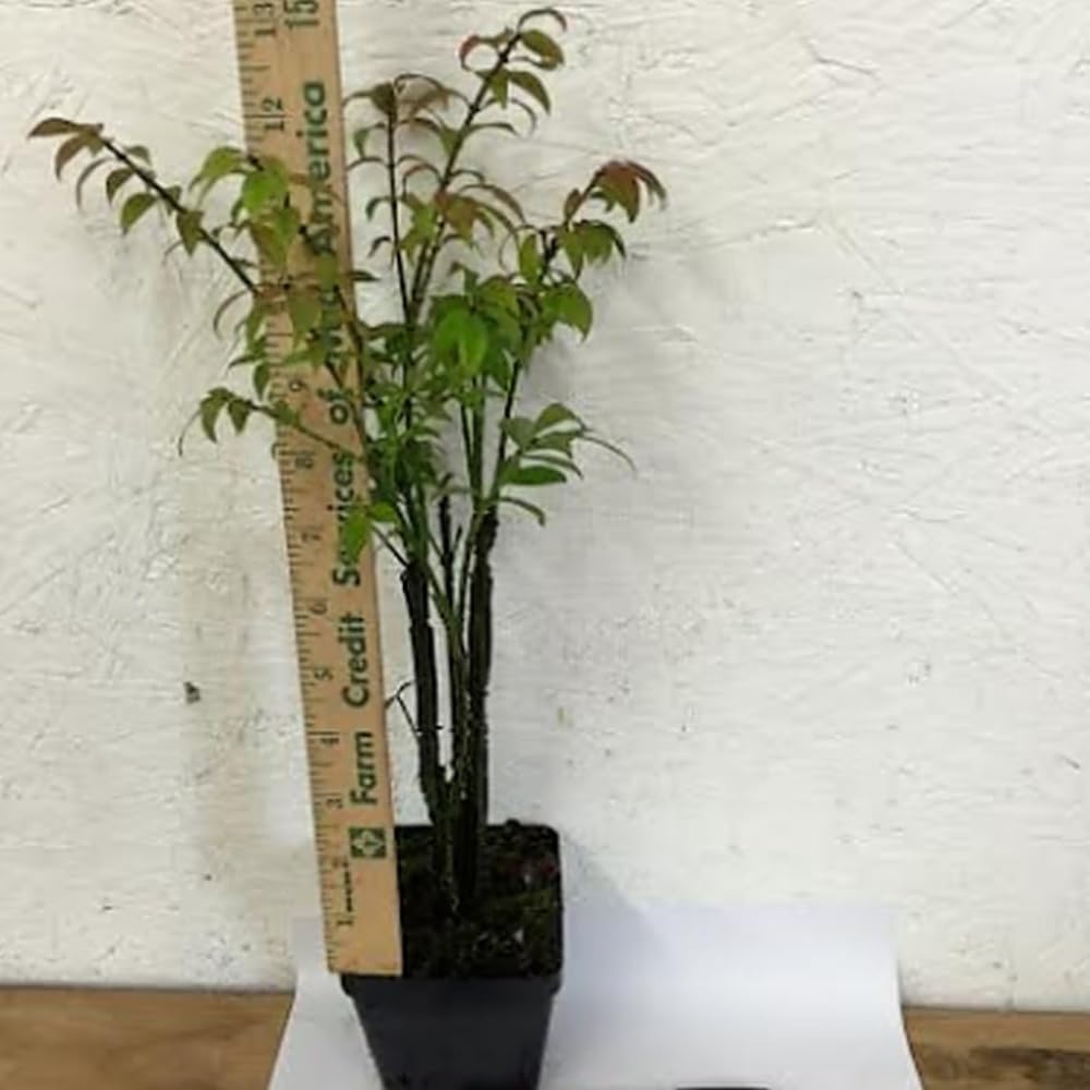 Burning Bush Shrub, Dwarf Burning Bush Live Plant in 4 Inch Pot, Red Shrub No Shipping to N.Y. CA