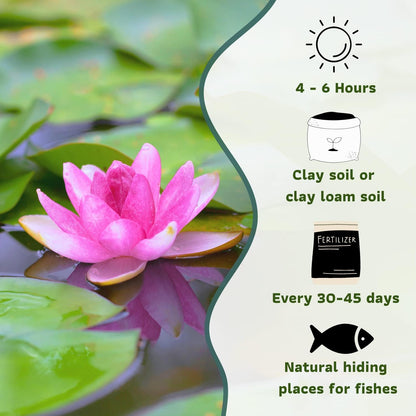 Mainam Mixed Colorful Hardy Water Lily Tuber Live Aquarium Plant for Freshwater Fish Pond Balcony