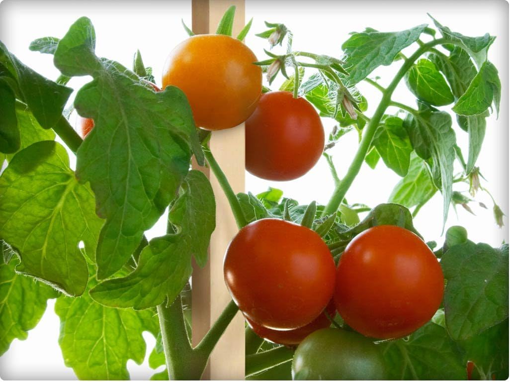 Greenes Fence Grade Stakes 12 in. Long (128-Pack)