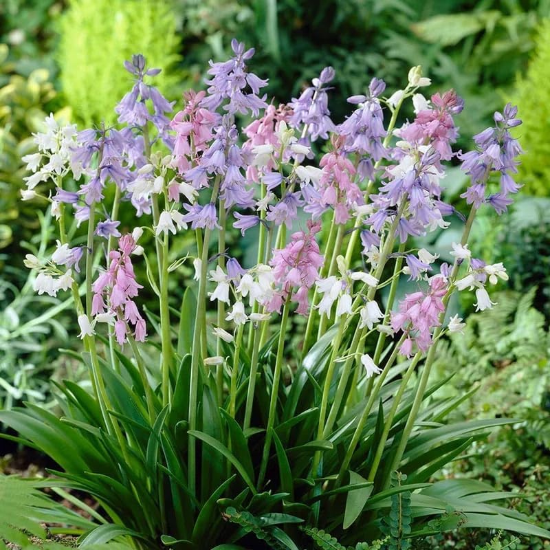 Spanish Bluebell Mixture - Perennial Spanish Bluebells (Wood Hyacinth) Bulbs for Planting | Spring