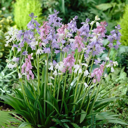 Spanish Bluebell Mixture - Perennial Spanish Bluebells (Wood Hyacinth) Bulbs for Planting | Spring
