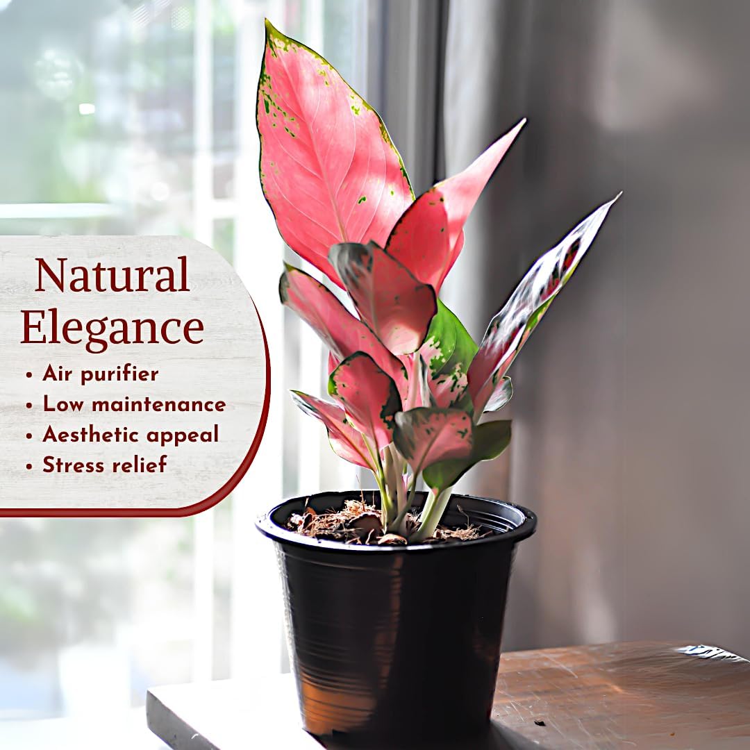 Aglaonema Live Plant Collection (4-Pack) - Chinese Evergreen Plants in 2-Inch Pots | Easy-Care
