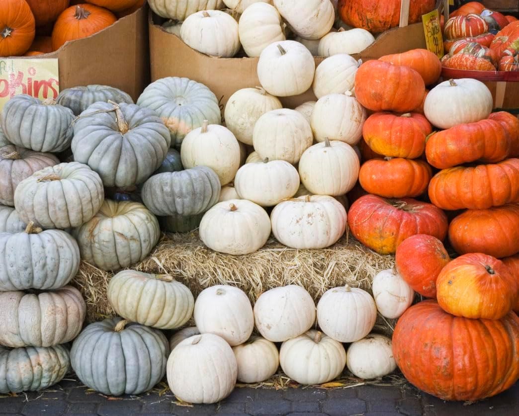 Big Max Pumpkin Seeds - 100 Pounds and Up! - 20 Seeds