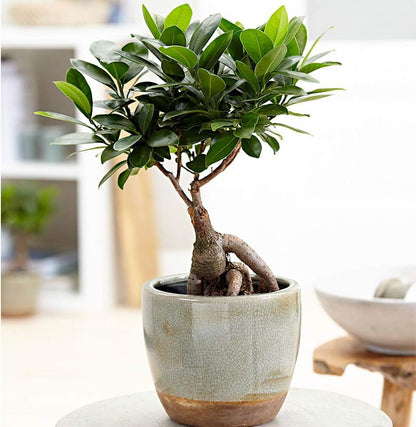 American Plant Exchange Ficus Ginseng Microcarpa – 6-Inch with Pot – Live Easy Care Bonsai Tree