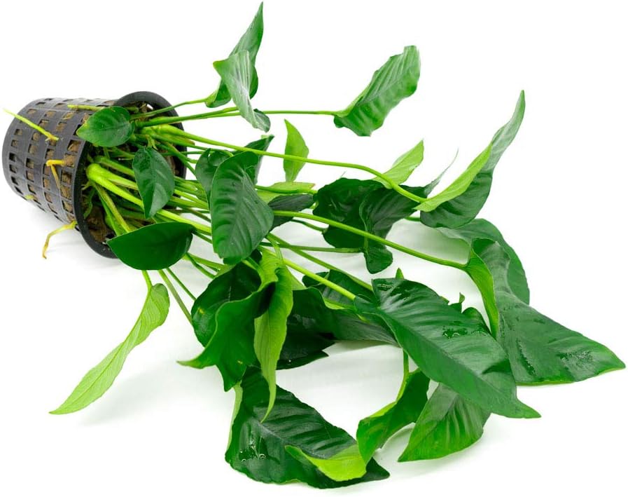 SubstrateSource Anubias Live Aquarium Plants - Potted Freshwater Plant for Fish Tanks, Terrariums