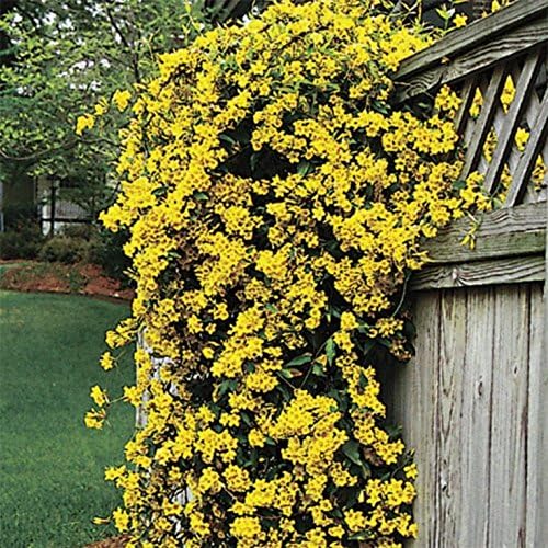 Carolina Jasmine | 30 Live Plants | Gelsemium Sempervirens | Fragrant Yellow Blooms, Evergreen
