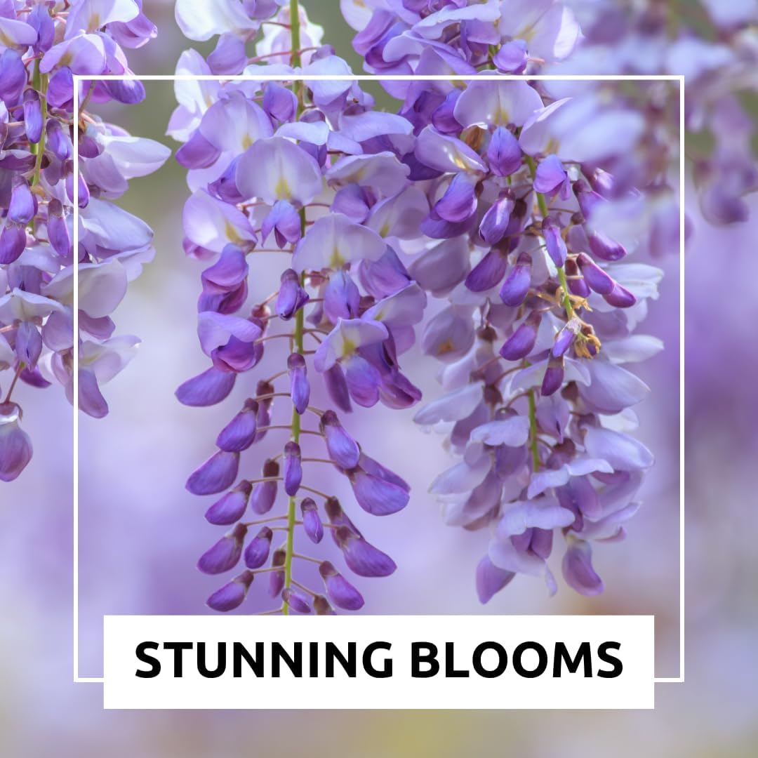 Chinese Wisteria Bonsai Tree Seedling for Planting - 1 Year Old Well Rooted Seedling - Fast-Growing