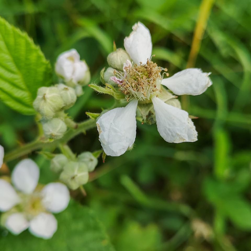 BlackBerry Plants Sweetie Pie (4 Pack) Live for Sale | Easy to Grow Plants | Edible Fruit Plant for