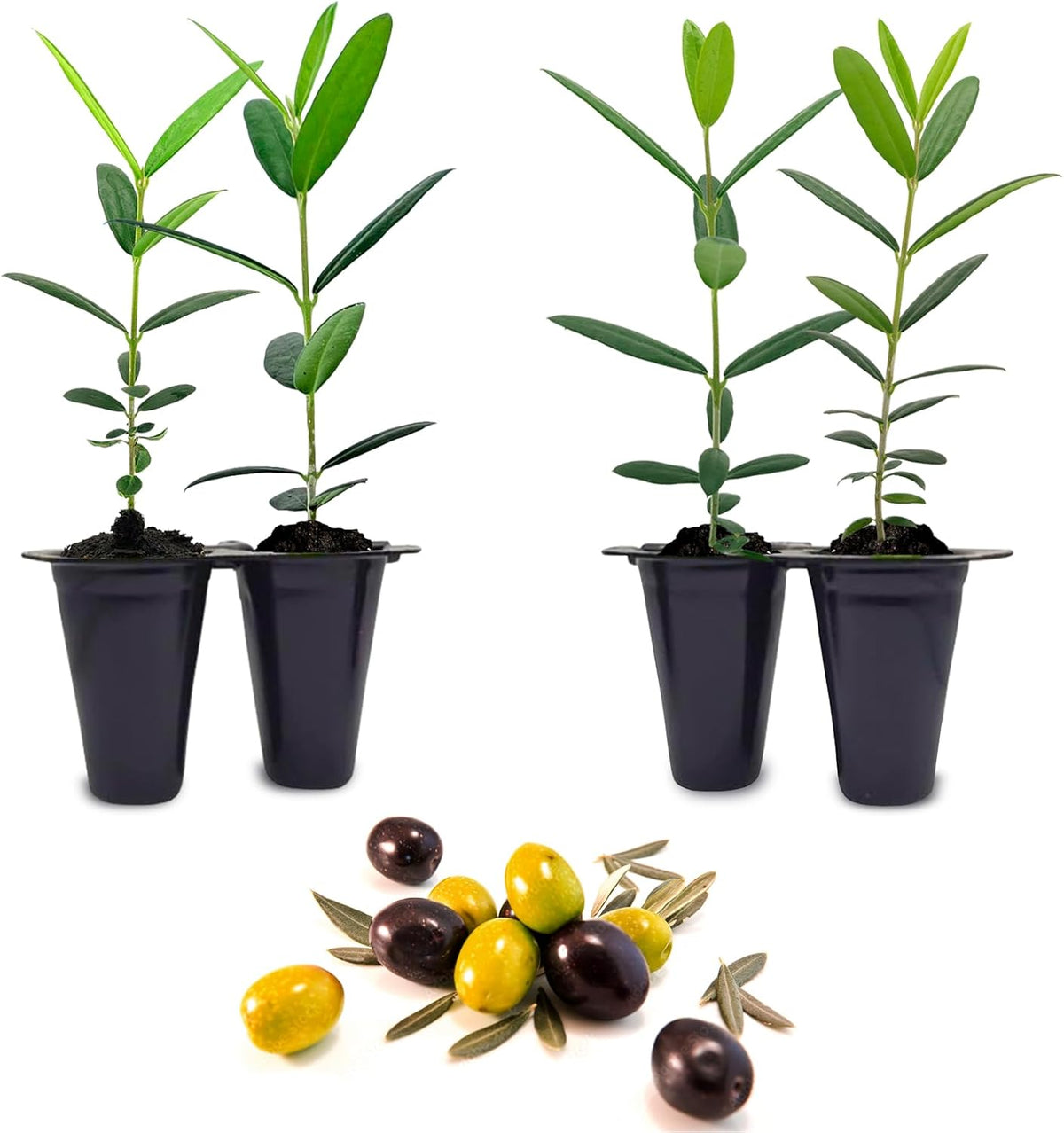 Olive Tree Mission (4 Pack) Real Olea Europaea | Easy to Grow Plants | Great Gift for Celebrations