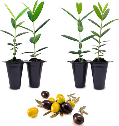 Olive Tree Mission (4 Pack) Real Olea Europaea | Easy to Grow Plants | Great Gift for Celebrations