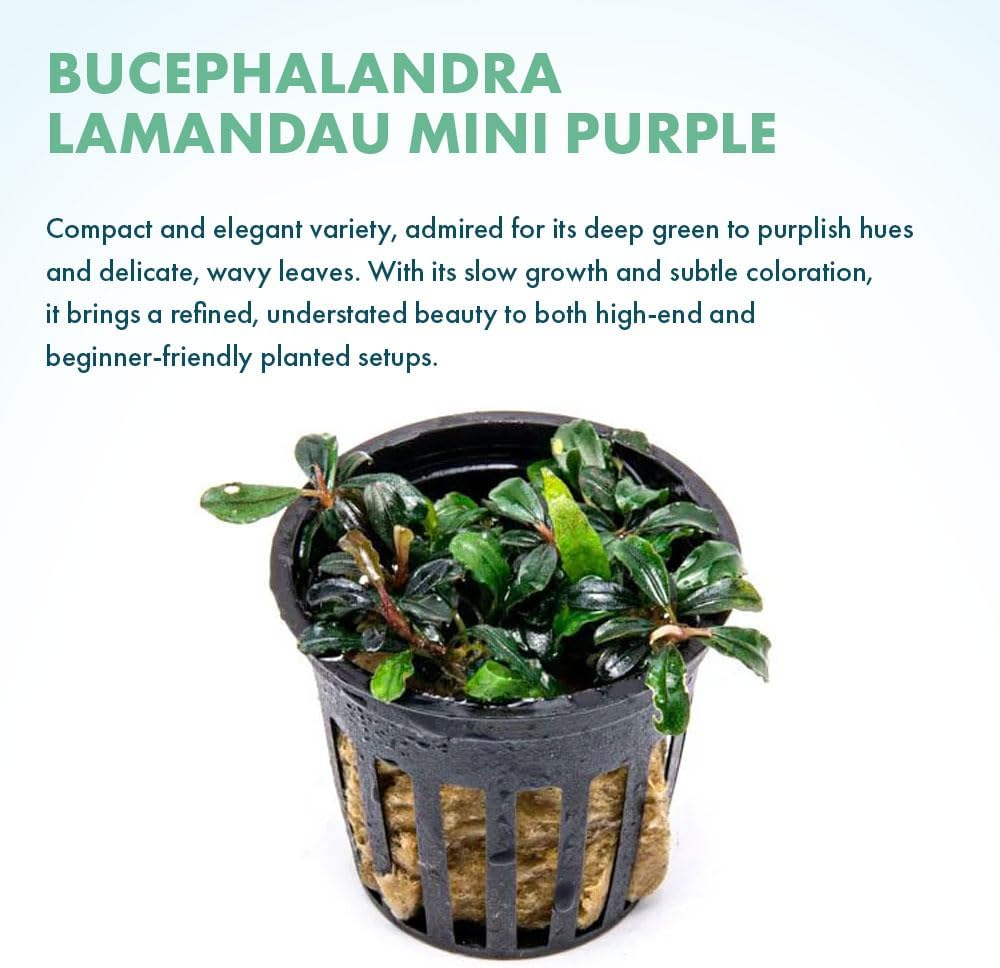 SubstrateSource Live Plants - Lamandau Mini Purple - Low to Medium Light Aquarium Display, Dark