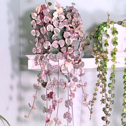 Ceropegia Woodii Variegated String of Hearts Plant Live, Trailing Succulent Vine, Rare Live Indoor