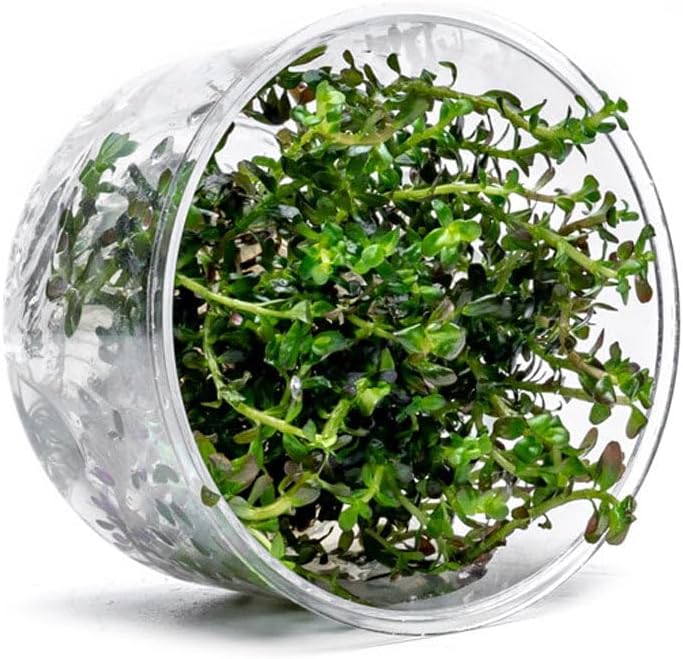 Ultum Nature Systems Live Tissue Culture - Rotala 'Colorata' - Moderate - High Light - Reddish-Pink