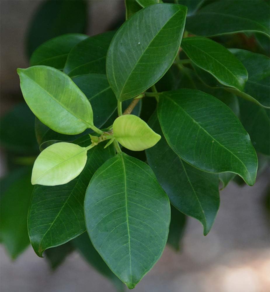 American Plant Exchange Ficus Ginseng Microcarpa – 6-Inch with Pot – Live Easy Care Bonsai Tree