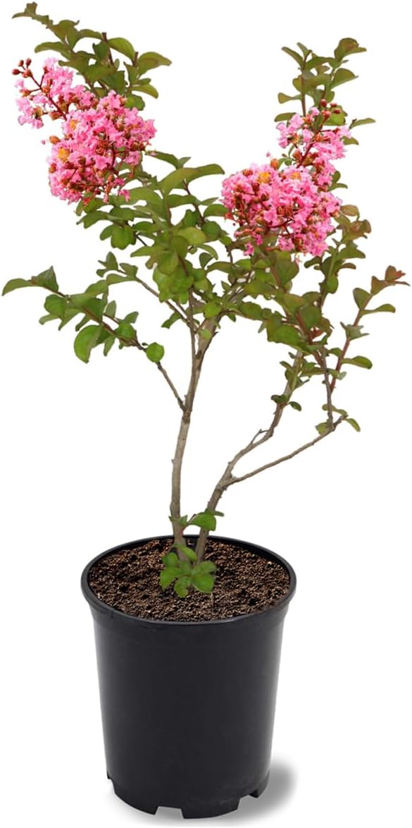 American Plant Exchange Sioux Crape Myrtle Tree Live, 1-Gallon Pot, 1-1.5ft Tall, Bright Pink
